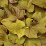 Sweet Potato Vine, Sidekick Heart Bronze