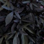 Sweet Potato Vine, Solar Tower Black
