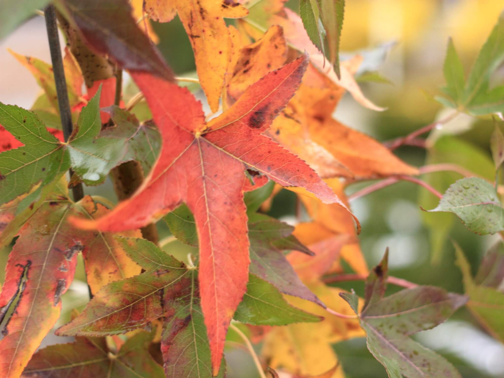 Sweetgum