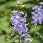 American Bellflower