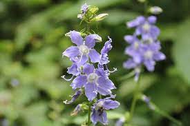 American Bellflower