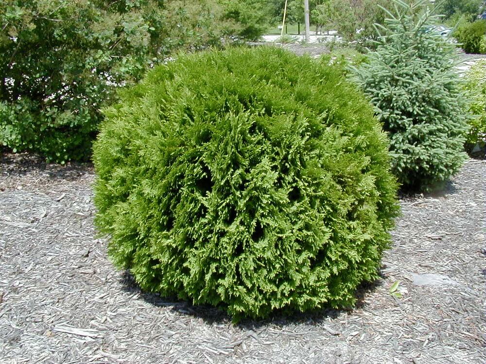 Arborvitae, Techny Globe