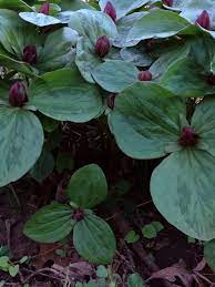 Toadshade, Trillium