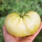 Tomato, Heirloom Great White