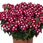 Verbena, Empress Flair Cherry Charme