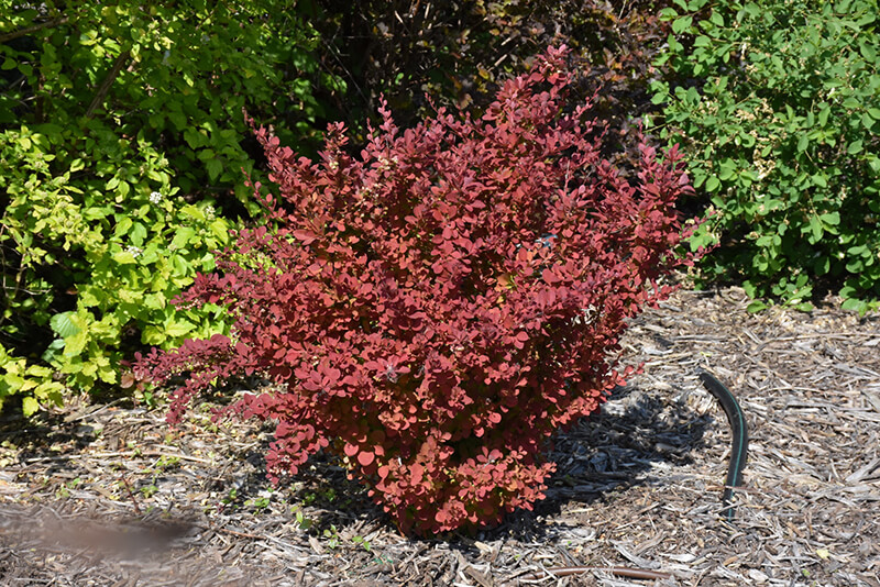 Barberry, Toscana