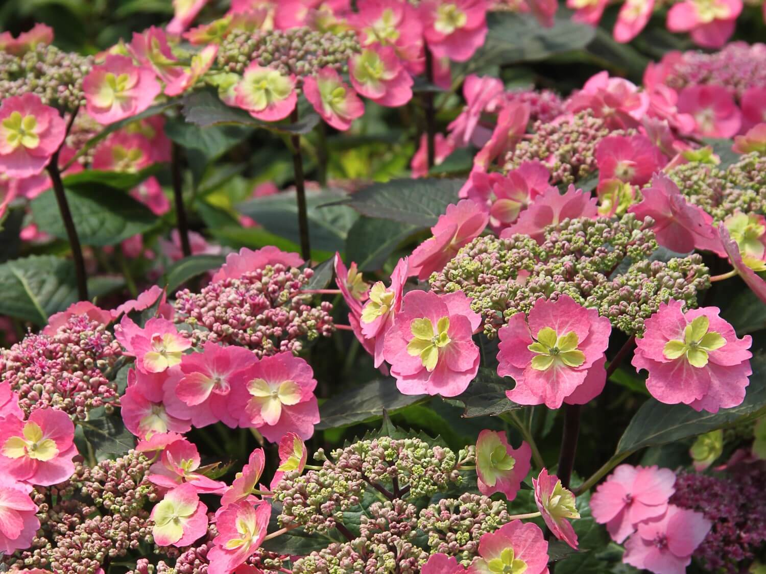 Hydrangea, Serrata Tuff Stuff