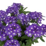 Verbena, Empress Flair Amethyst Charme