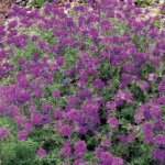 Verbena, Imagination