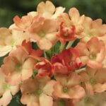 Verbena, Obsession Apricot