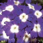 Verbena, Obsession Blue with Eye