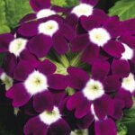 Verbena, Obsession Burgundy with Eye