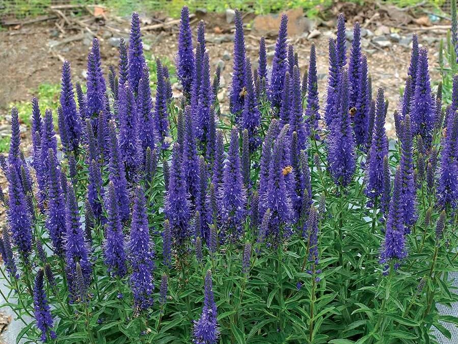 Veronica, Vespers Blue