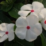 Vinca, Cora Cascade Polka Dot