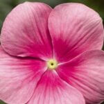 Vinca, Cora Cascade Shell Pink