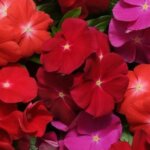 Vinca, Pacifica XP Bold Mix