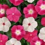 Vinca, Pacifica XP Halo Mix