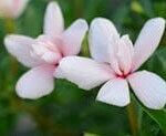 Vinca, Soiree Double White