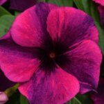 Vinca, Tattoo Black Cherry