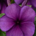 Vinca, Tattoo Blueberry