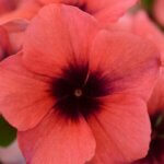 Vinca, Tattoo Papaya