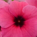 Vinca, Tattoo Raspberry