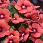 Vinca, Tattoo Tangerine