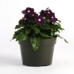 Vinca, Tattoo Blackberry
