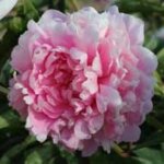 Peony, Walter Faxon