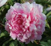 Peony, Walter Faxon