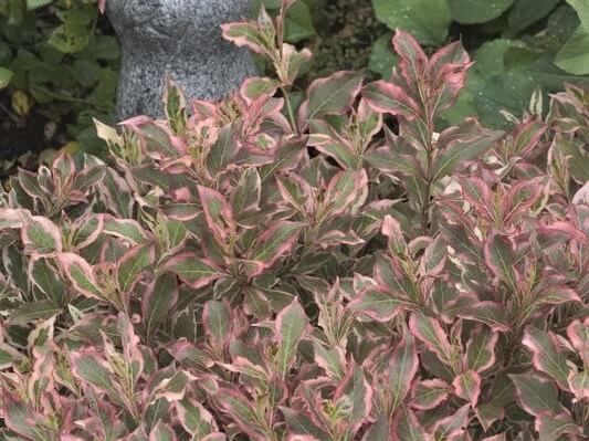 Weigela, My Monet