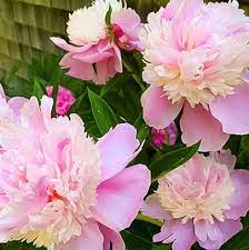 Peony, Whopper