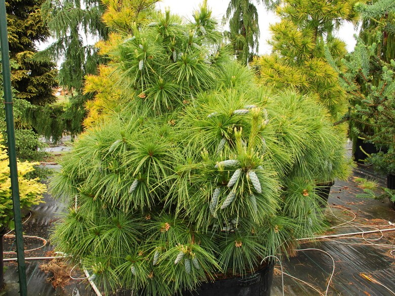 Pine, Hybrid Wiethorst