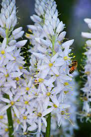 Wild Hyacinth