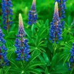 Wild Lupine