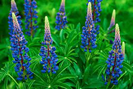 Wild Lupine
