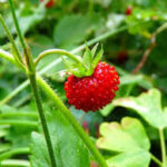 Strawberry, Wild