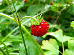 Strawberry, Wild