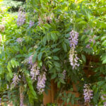 Wisteria, Summer Cascade