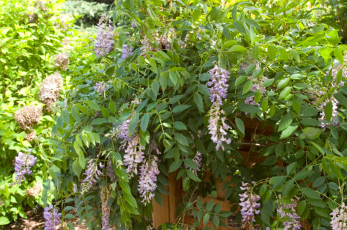 Wisteria, Summer Cascade