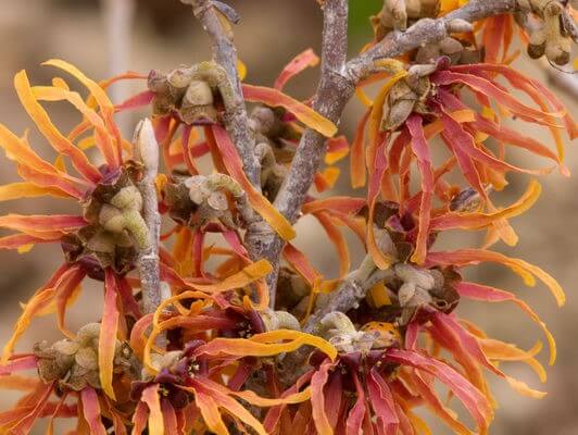 Witchhazel, Diane