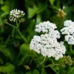Yarrow, Common