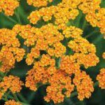 Yarrow, Desert Eve Terracotta