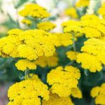 Yarrow, Little Moonshine