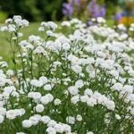Yarrow, Peter Cottontail
