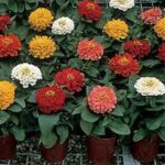 Zinnia, Short Stuff Mix