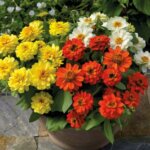 Zinnia, Profusion Double Sunrise Mix