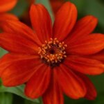 Zinnia, Zahara Red