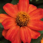 Zinnia, Zahara Fire
