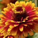 Zinnia, Zowie Yellow Flame